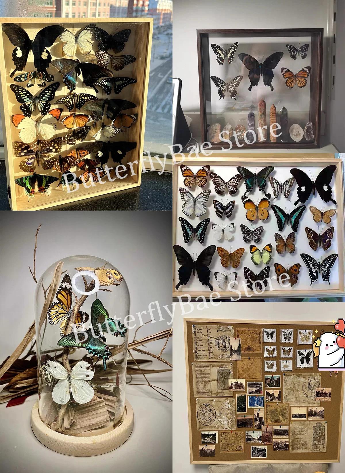 Figurines d'insecte en forme de papillon, accessoires de décoration pour la maison, Collection artis