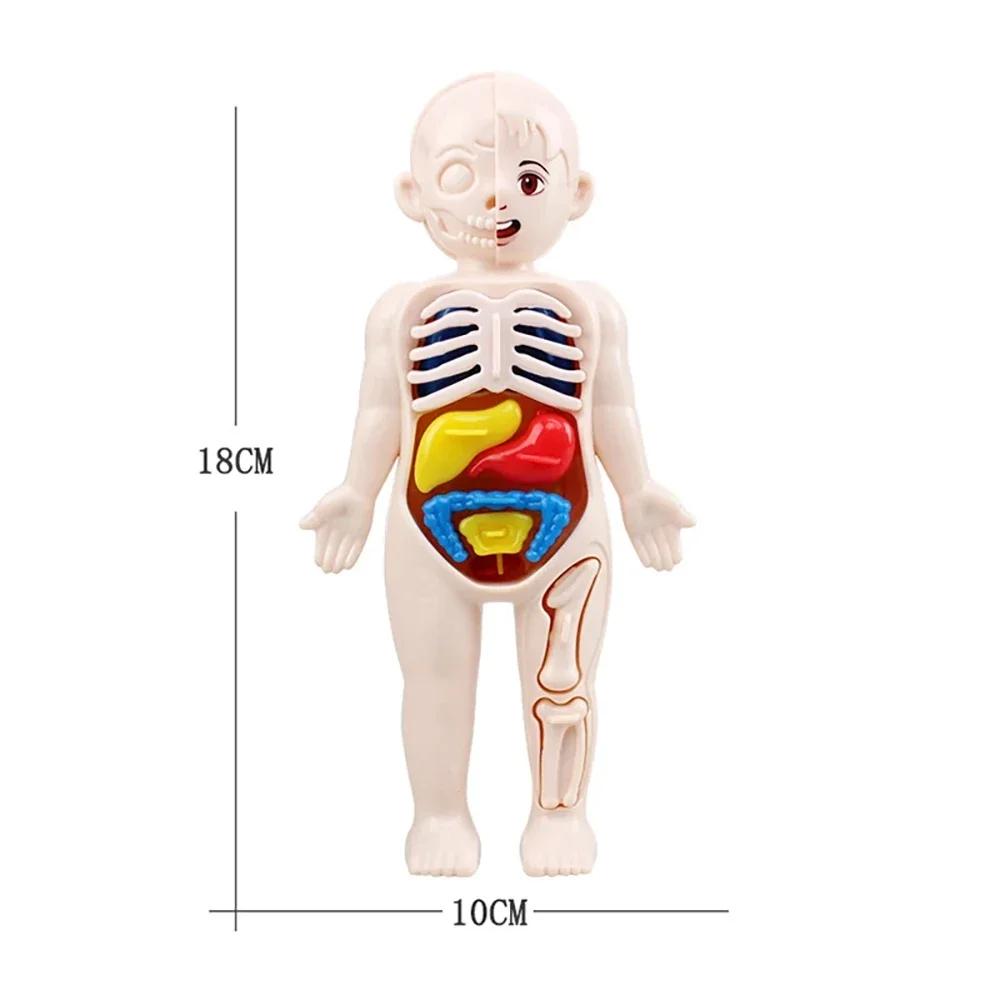 Jouets Montessori pour enfants, éducation scientifique, modèle d'anatomie d'organes du corps humain,