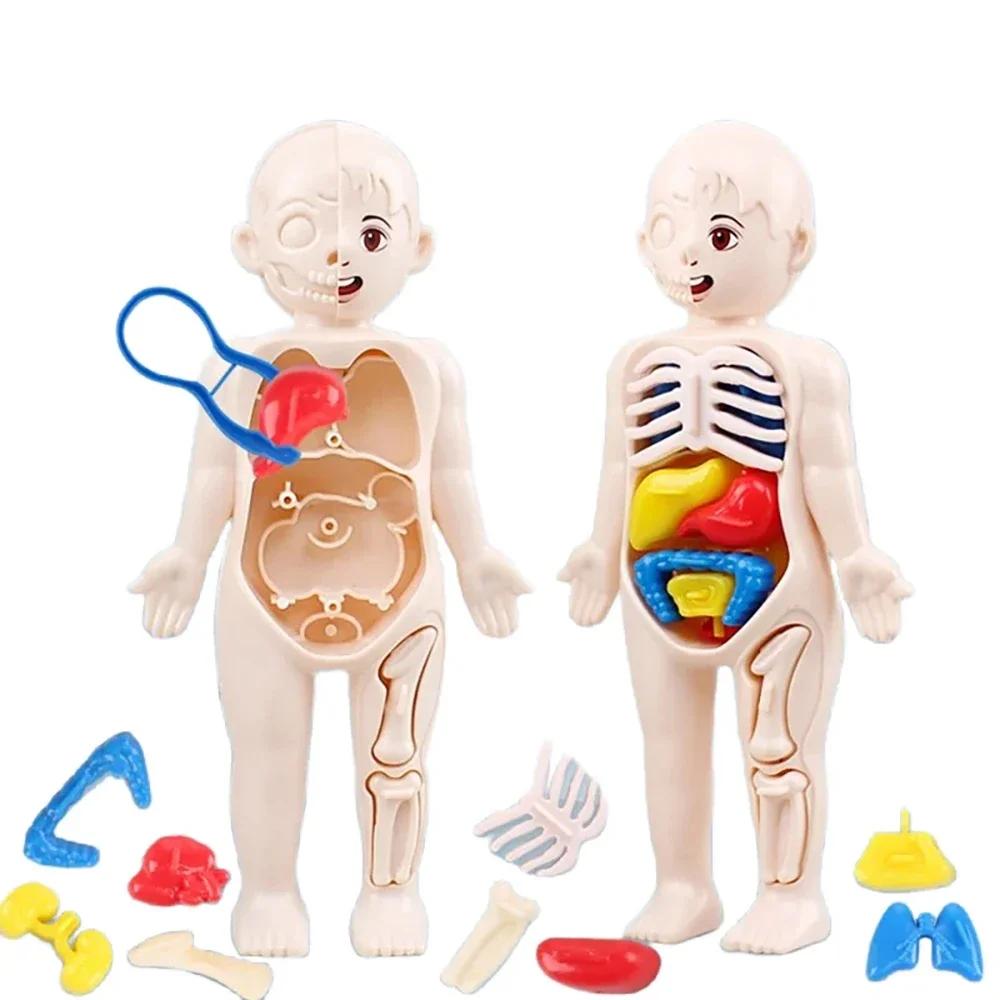 Jouets Montessori pour enfants, éducation scientifique, modèle d'anatomie d'organes du corps humain,