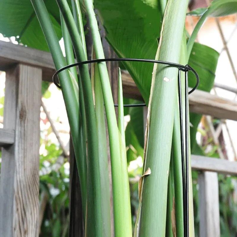 Piquets de Support pour plantes hautes, 6 pièces, Cage semi-ronde en métal pour plantes de jardin et