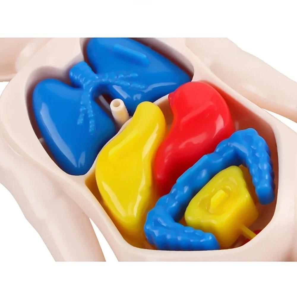Jouets Montessori pour enfants, éducation scientifique, modèle d'anatomie d'organes du corps humain,