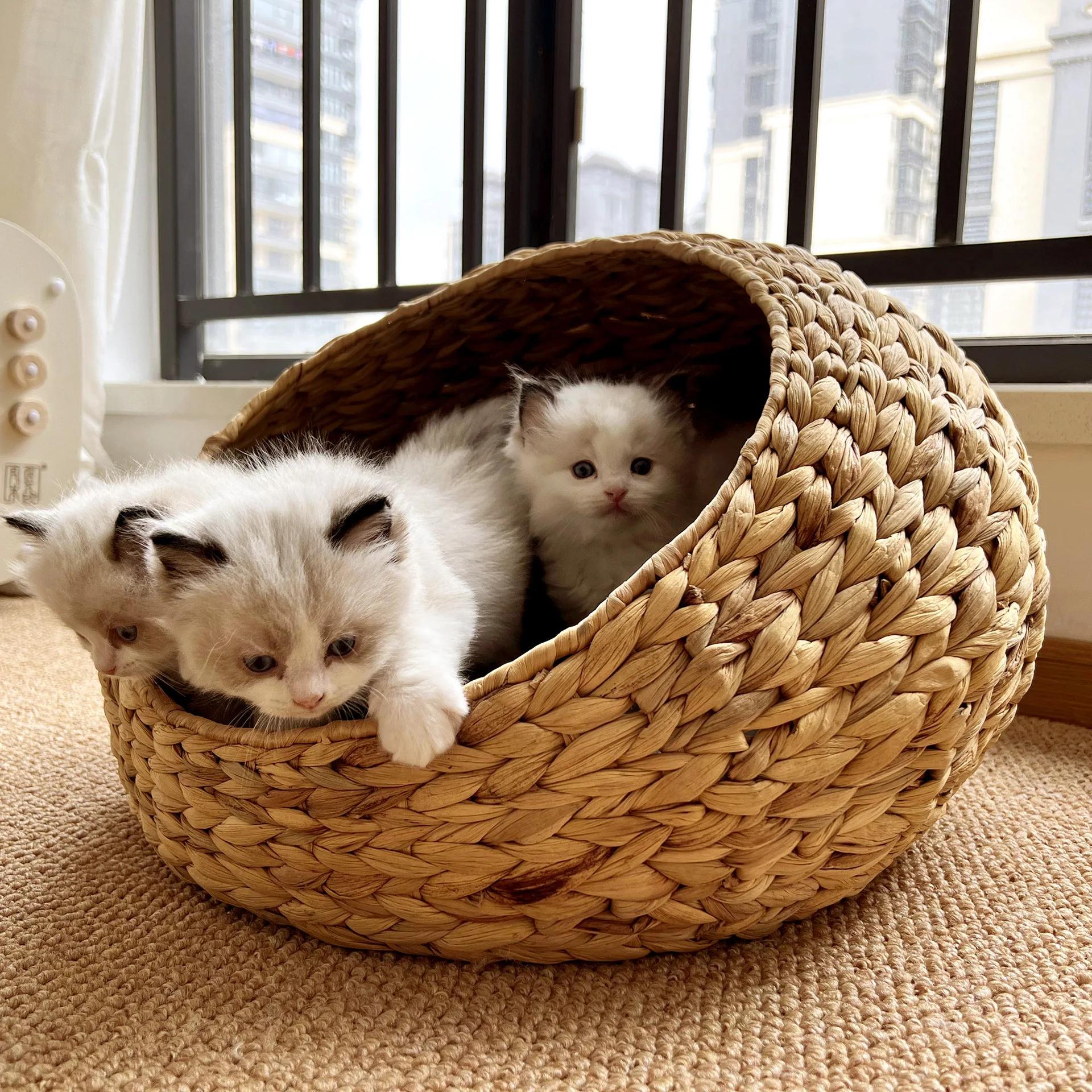 Nid pour animaux de compagnie semi-fermé en jacinthe d'eau populaire, litière en rotin pour chat, li