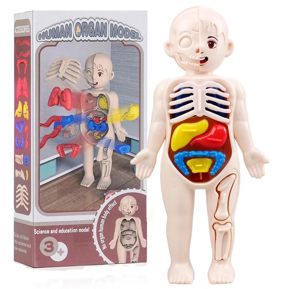 Jouets Montessori pour enfants, éducation scientifique, modèle d'anatomie d'organes du corps humain,