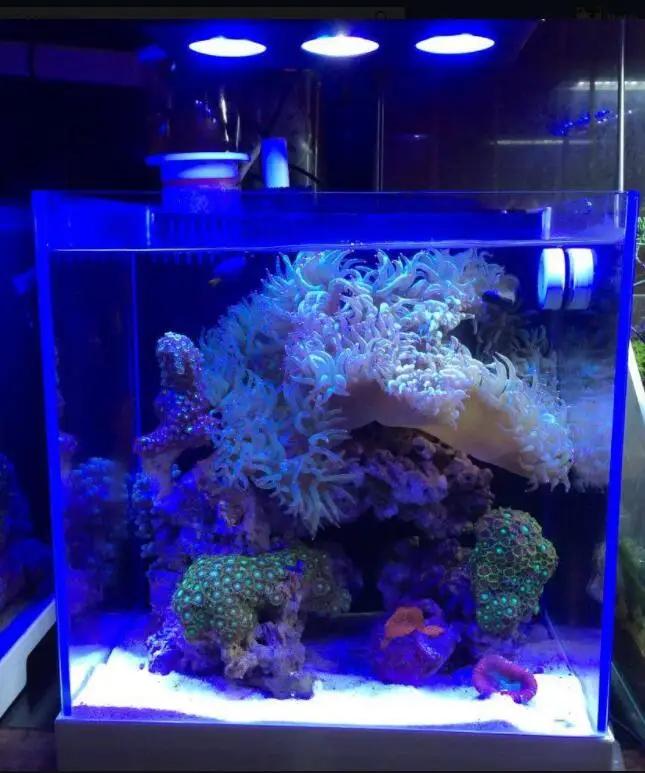 Spectra Character029-Lampe d'Aquarium d'Eau Salée, Éclairage avec Commande Tactile, 30W, pour Sites,