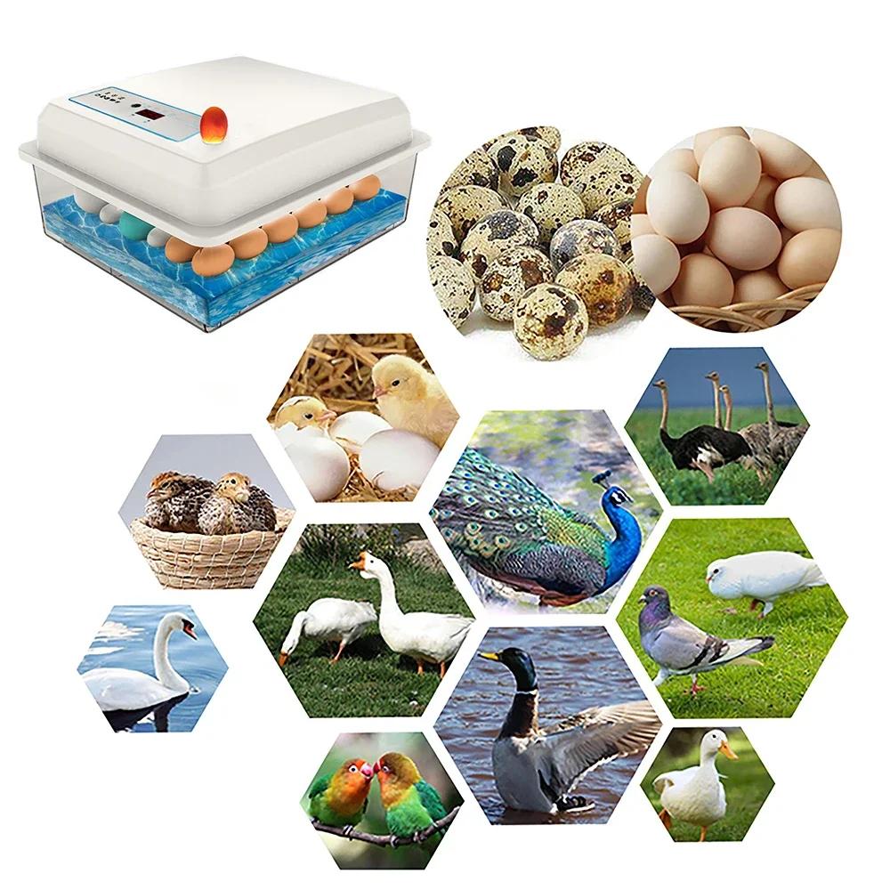 Ensemble d'incubateur de 20 œufs, couveuse domestique entièrement automatique, ferme de poulet, d'oi