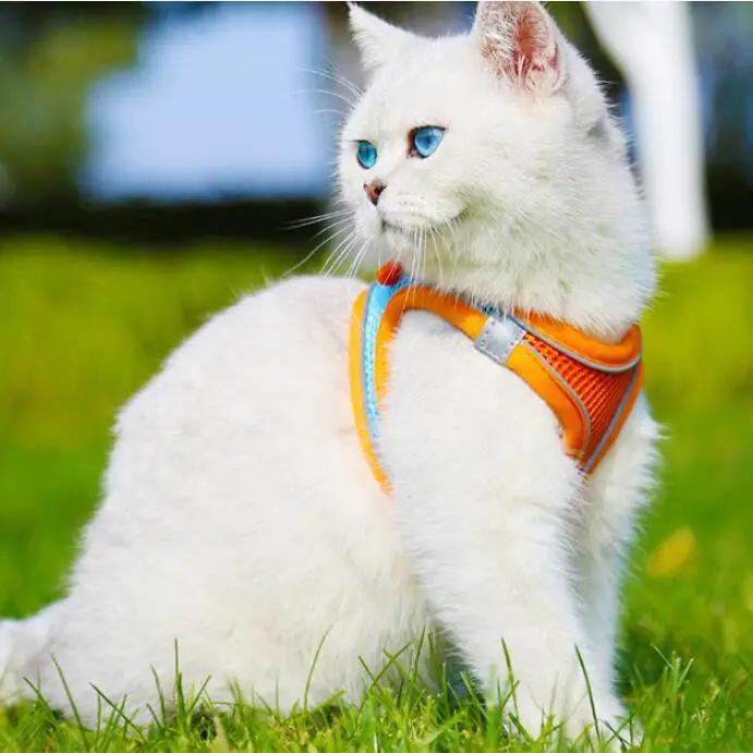 Harnais réfléchissant pour animaux de compagnie XXXS-L, sangle pour chiens avec laisse, gilet réglab