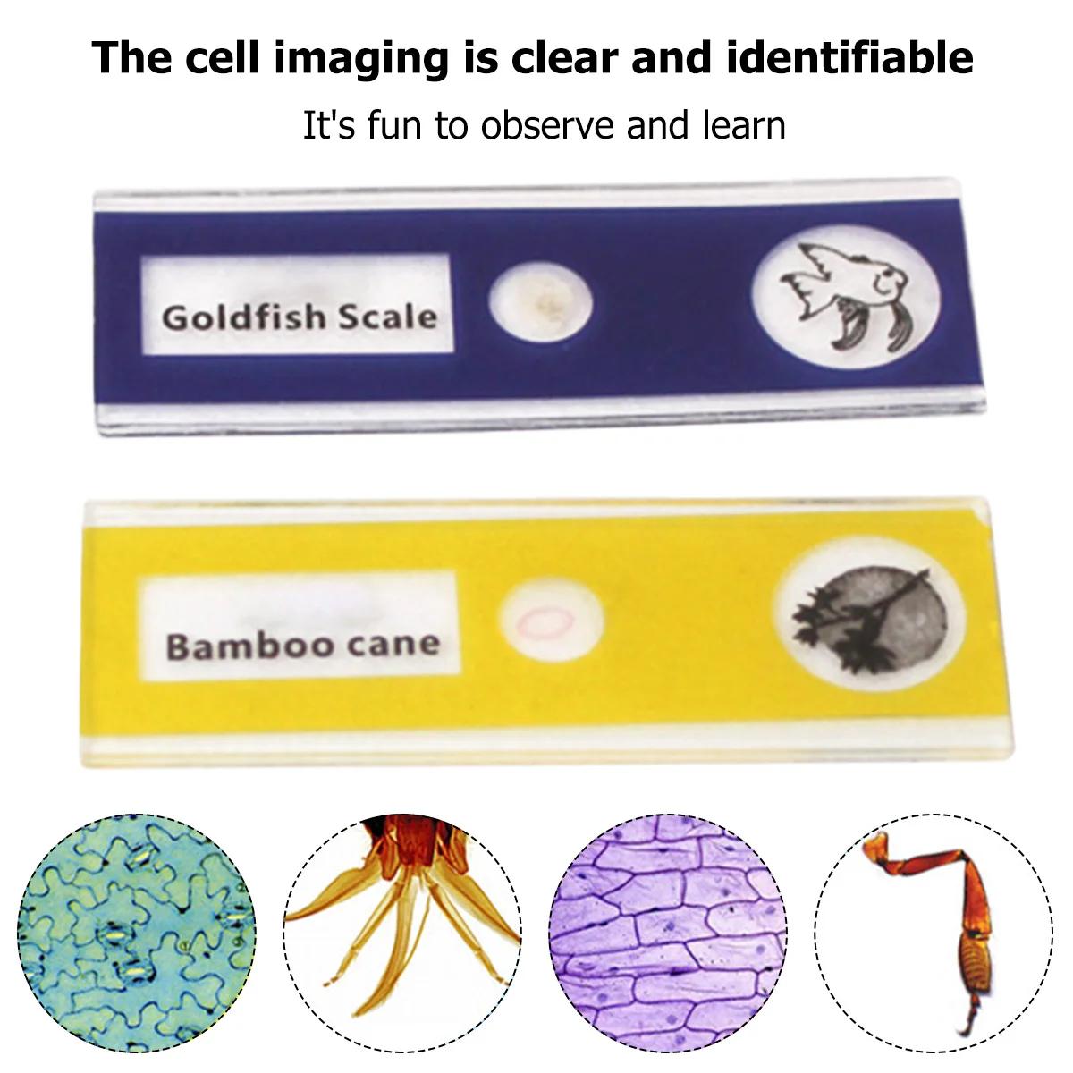 Microscope de poche pour enfants, Kit de jouets scientifiques 60-120x, Mini Microscope portatif éduc
