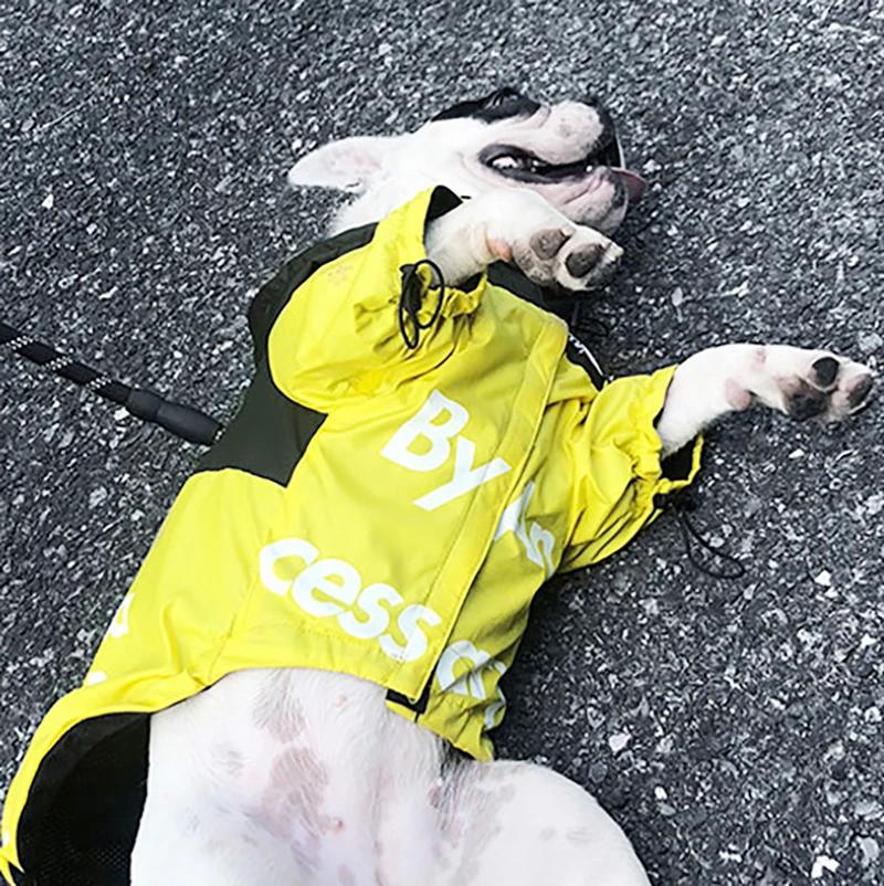 Manteau imperméable pour chien, veste réfléchissante à capuche pour chien, vêtements d'extérieur pou