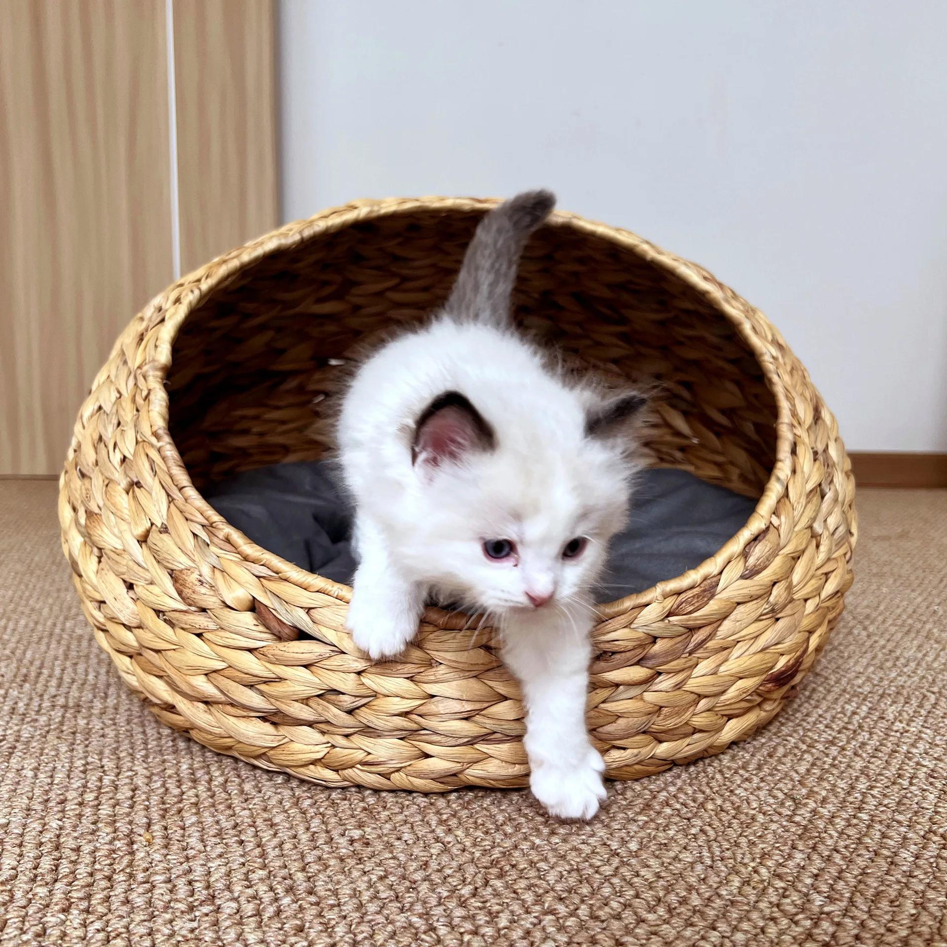 Nid pour animaux de compagnie semi-fermé en jacinthe d'eau populaire, litière en rotin pour chat, li