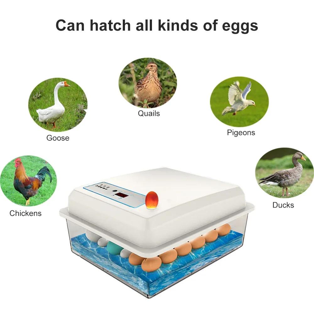 Ensemble d'incubateur de 20 œufs, couveuse domestique entièrement automatique, ferme de poulet, d'oi