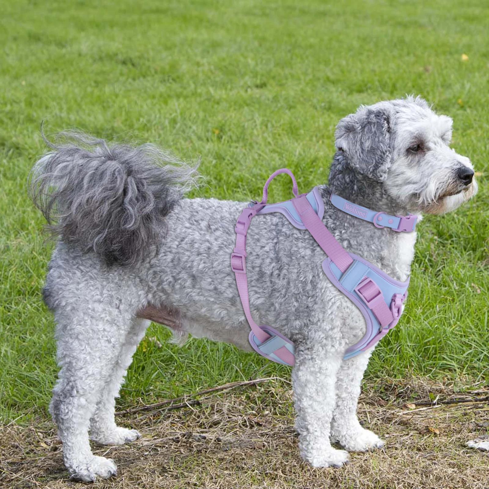 Couleurs d'épissure pour harnais pour chien de luxe moyen, sans traction pour grands et petits chien