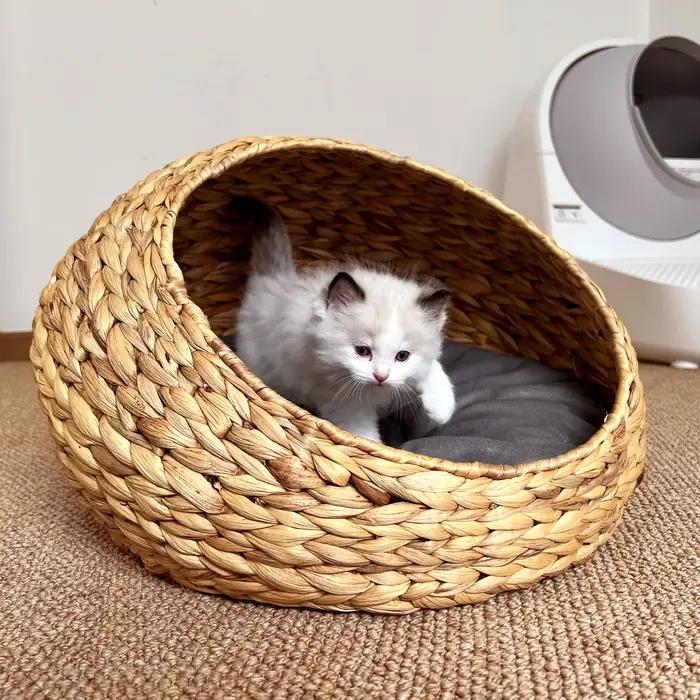 Nid pour animaux de compagnie semi-fermé en jacinthe d'eau populaire, litière en rotin pour chat, li